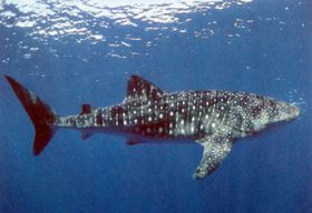whale shark, Isla Coiba, Panama – Best Places In The World To Retire – International Living